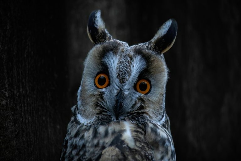Close-up of a surprised owl, representing common culture shocks