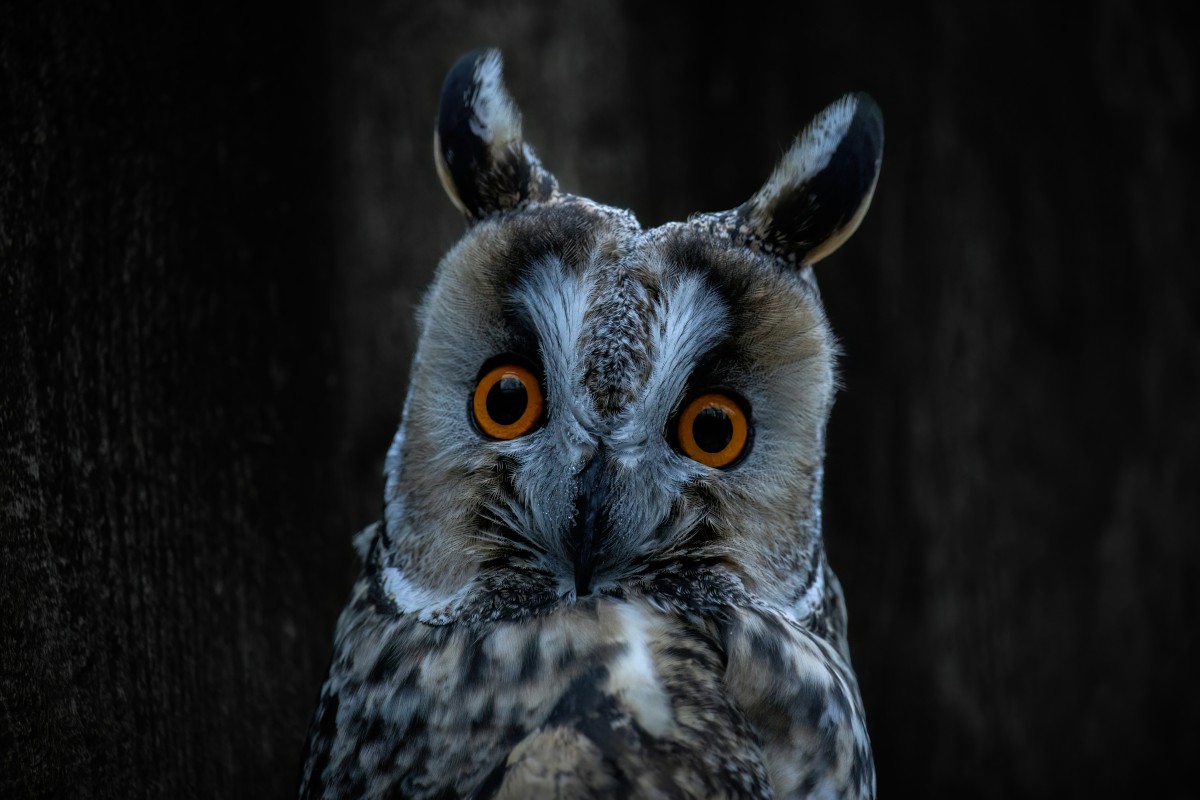 Close-up of a surprised owl, representing common culture shocks